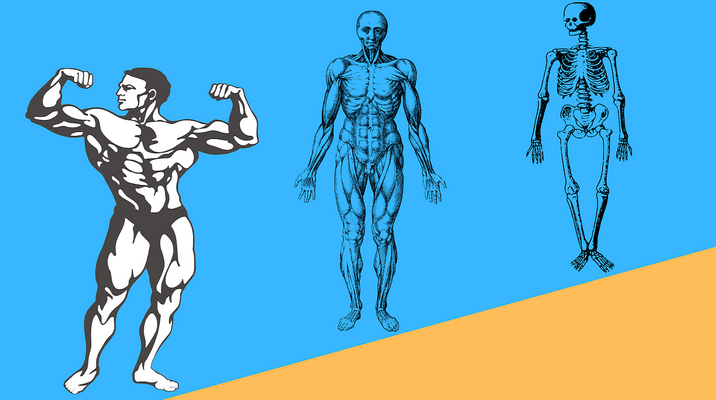 Ons Lichaam - Skelet 3: Allerlei Spieren